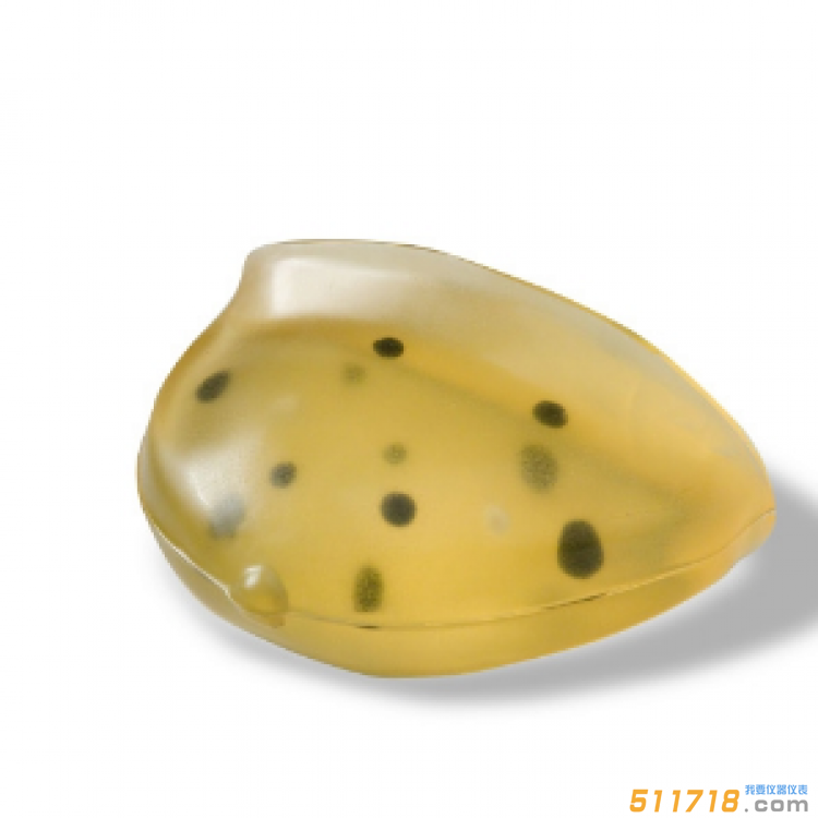 美國CIRS 013胸部體模
